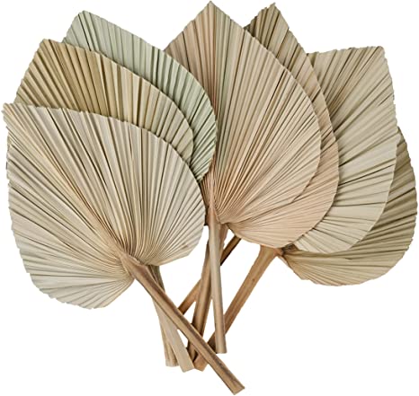 Dried Palm Leaf  Home Decor HD334116